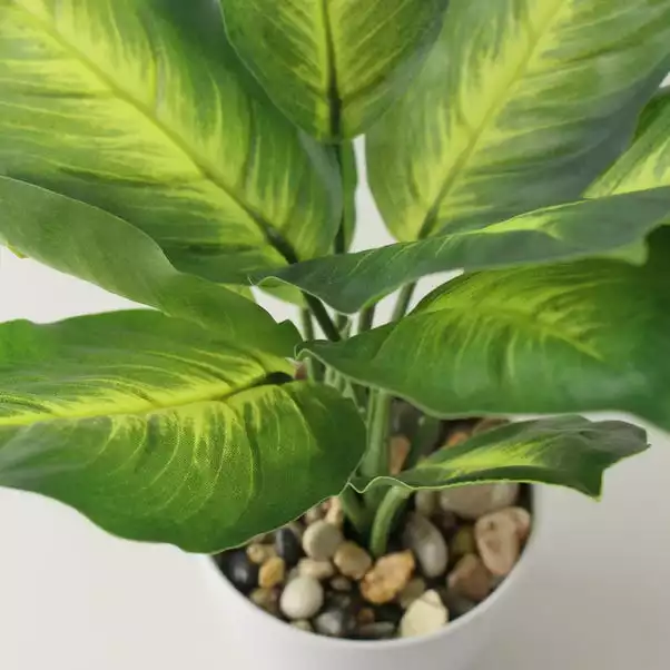 Dunelm Artificial Dieffenbachia In White Pot 34cm 2 Dunelm Artificial Dieffenbachia In White Pot 34cm - Image 2