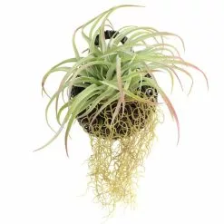 Dunelm Hanging Grass In Black Basket -clocks Sales Store 1000183204 alt03