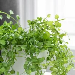 Dunelm Artificial Trailing Plant In Footed Pot 6 Dunelm Artificial Trailing Plant In Footed Pot -clocks Sales Store 1000183211 alt02