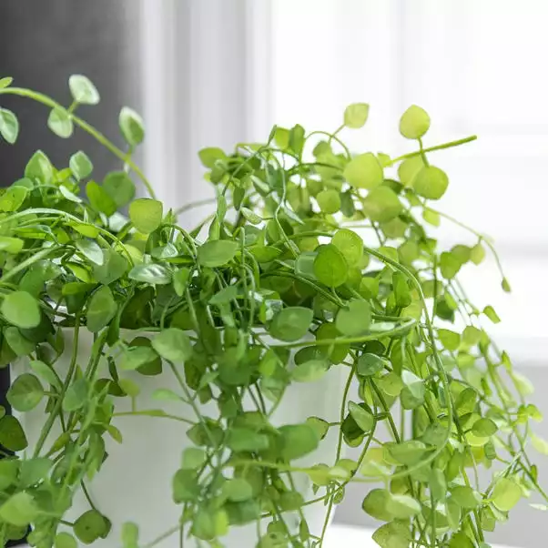 Dunelm Artificial Trailing Plant In Footed Pot 3 Dunelm Artificial Trailing Plant In Footed Pot - Image 3