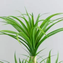 Dunelm Artificial Yucca Plant In Ceramic Pot 8 Dunelm Artificial Yucca Plant In Ceramic Pot -clocks Sales Store 1000183215 alt03