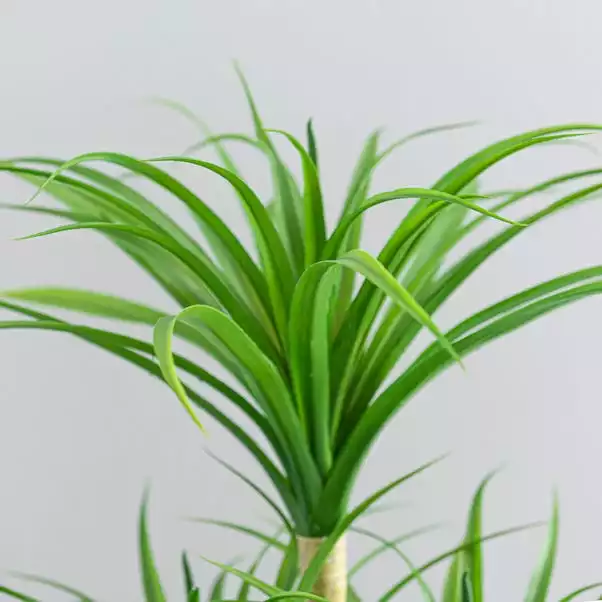 Dunelm Artificial Yucca Plant In Ceramic Pot 4 Dunelm Artificial Yucca Plant In Ceramic Pot - Image 4