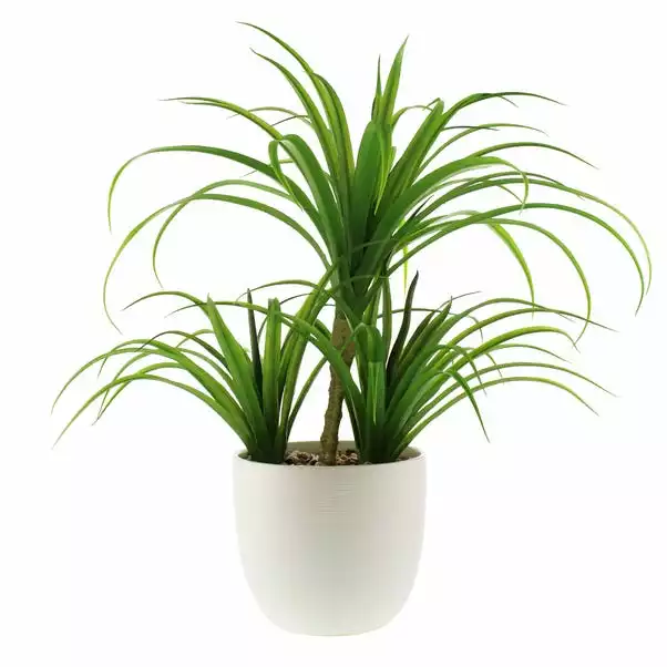 Dunelm Artificial Yucca Plant In Ceramic Pot 5 Dunelm Artificial Yucca Plant In Ceramic Pot - Image 5