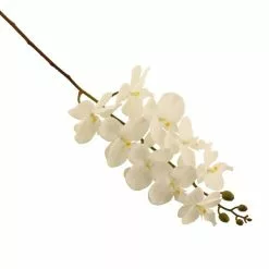 Dunelm Cream Real Touch Phalaenopsis 3 Pack -clocks Sales Store 1000184166 alt02