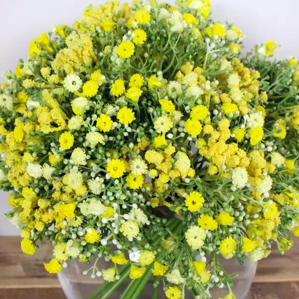 Dunelm Bundle Of 6 Gypsophila Yellow 28cm 2 Dunelm Bundle Of 6 Gypsophila Yellow 28cm - Image 2