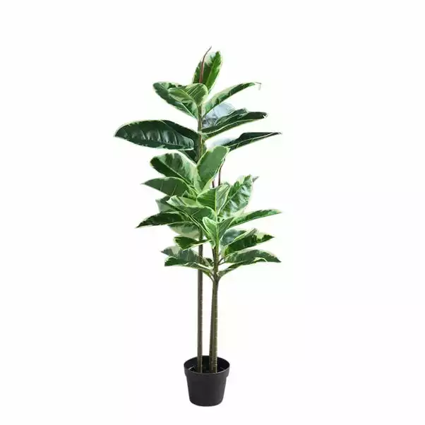 Dunelm Artificial Variagated Triple Stem Rubber Tree 97cm 2 Dunelm Artificial Variagated Triple Stem Rubber Tree 97cm - Image 2