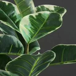 Dunelm Artificial Variagated Triple Stem Rubber Tree 97cm 6 Dunelm Artificial Variagated Triple Stem Rubber Tree 97cm -clocks Sales Store 1000185126 alt02