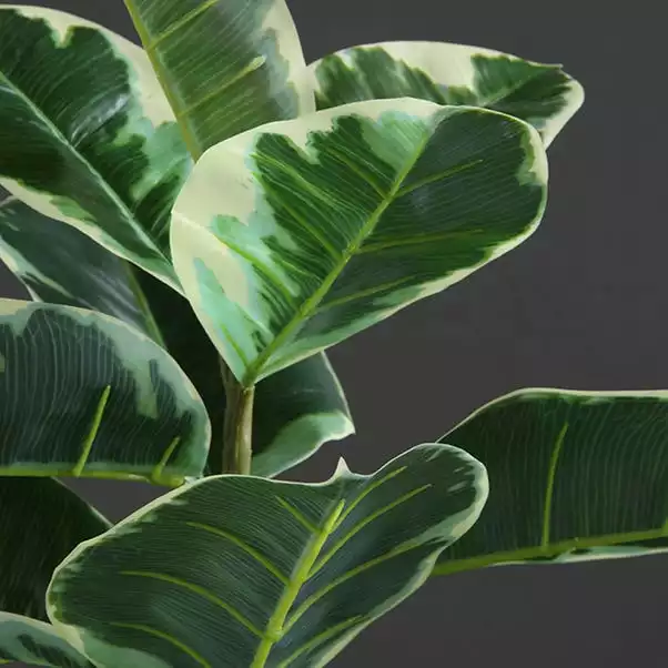 Dunelm Artificial Variagated Triple Stem Rubber Tree 97cm 3 Dunelm Artificial Variagated Triple Stem Rubber Tree 97cm - Image 3