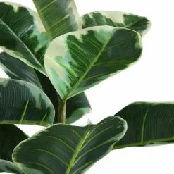 Dunelm Artificial Variagated Triple Stem Rubber Tree 97cm 7 Dunelm Artificial Variagated Triple Stem Rubber Tree 97cm -clocks Sales Store 1000185126 alt03