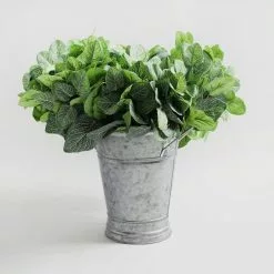 Dunelm Fittonia Green Bundle 30cm