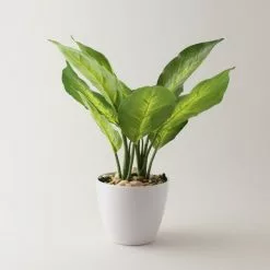Dunelm Artificial Dieffenbachia In White Pot 34cm