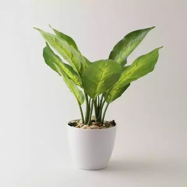 Dunelm Artificial Dieffenbachia In White Pot 34cm 1 Dunelm Artificial Dieffenbachia In White Pot 34cm