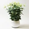 Dunelm Artificial Eucalyptus Green In White Pot 33cm