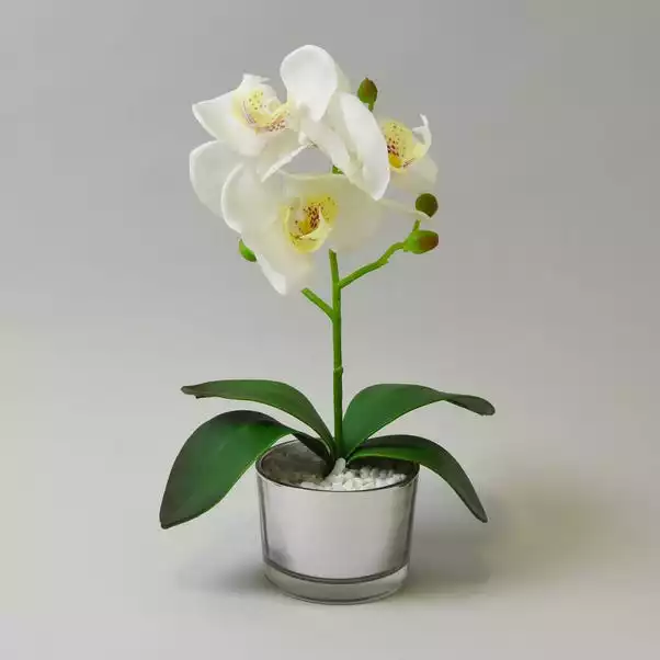 Dunelm White Orchid In Silver Glass Pot 26cm 1 Dunelm White Orchid In Silver Glass Pot 26cm