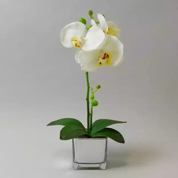 Dunelm White Orchid In Silver Glass Pot 34cm 1 Dunelm White Orchid In Silver Glass Pot 34cm