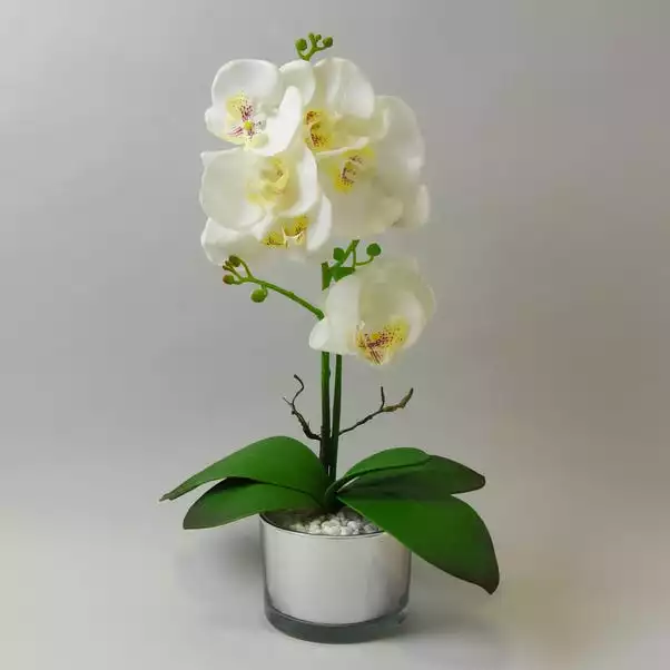 Dunelm White Orchid In Silver Glass Pot 40cm 1 Dunelm White Orchid In Silver Glass Pot 40cm