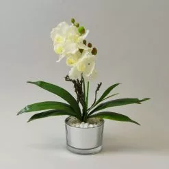 Dunelm Cream Orchid In Silver Glass Pot 26cm