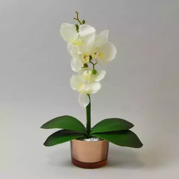 Dunelm Cream Orchid In Gold Glass Pot 28cm 1 Dunelm Cream Orchid In Gold Glass Pot 28cm