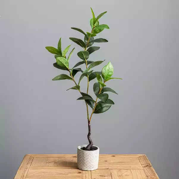 Dunelm Lemon Leaf In Concrete Pot 59cm 4 Dunelm Lemon Leaf In Concrete Pot 59cm - Image 4