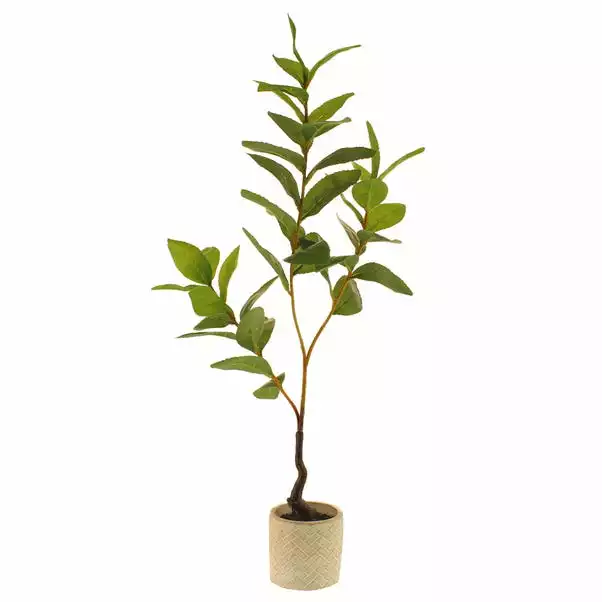 Dunelm Lemon Leaf In Concrete Pot 59cm 5 Dunelm Lemon Leaf In Concrete Pot 59cm - Image 5