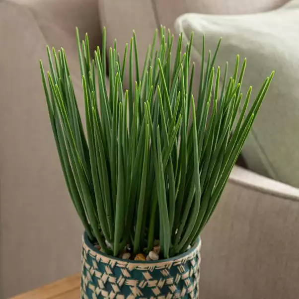 Dunelm Sword Grass In Ceramic Pot 38cm 2 Dunelm Sword Grass In Ceramic Pot 38cm - Image 2