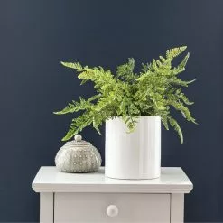 Dunelm Fern In Ceramic Pot 45cm