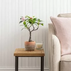 Dunelm Camellia Tree In Terracotta Planter 40cm