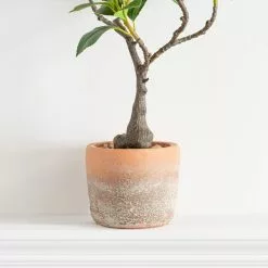 Dunelm Camellia Tree In Terracotta Planter 40cm -clocks Sales Store 30724532 alt02