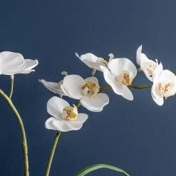 Dunelm Cream Orchid In Cement Pot 6 Dunelm Cream Orchid In Cement Pot -clocks Sales Store 30724535 alt02