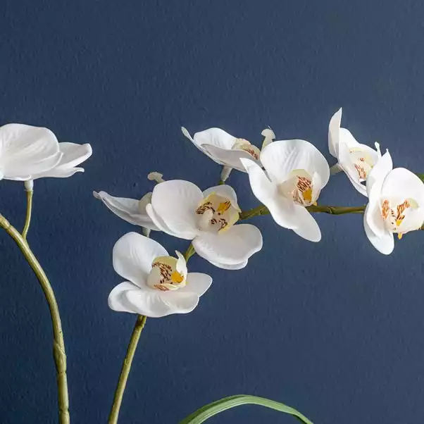 Dunelm Cream Orchid In Cement Pot 3 Dunelm Cream Orchid In Cement Pot - Image 3