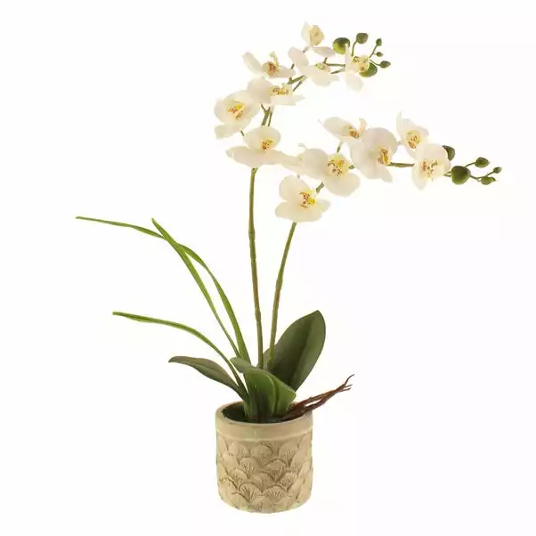 Dunelm Cream Orchid In Cement Pot 4 Dunelm Cream Orchid In Cement Pot - Image 4