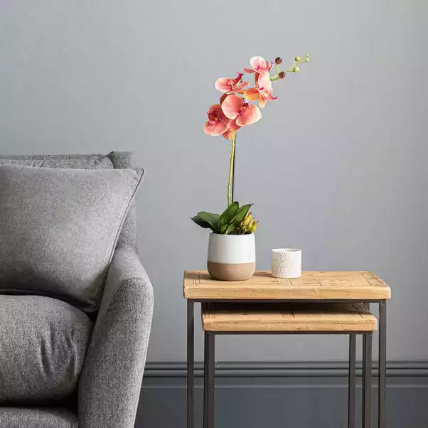 Dunelm Pink Orchid In Ceramic Pot 50cm 1 Dunelm Pink Orchid In Ceramic Pot 50cm