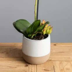 Dunelm Pink Orchid In Ceramic Pot 50cm 7 Dunelm Pink Orchid In Ceramic Pot 50cm -clocks Sales Store 30724538 alt02