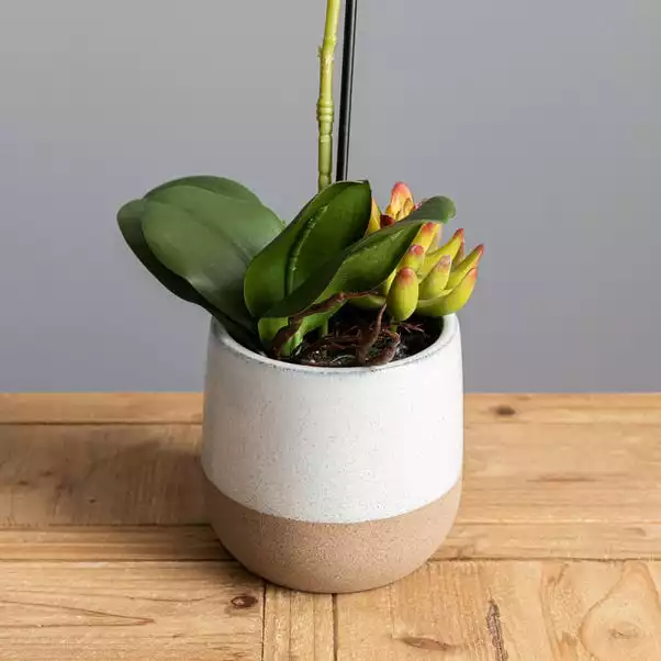 Dunelm Pink Orchid In Ceramic Pot 50cm 3 Dunelm Pink Orchid In Ceramic Pot 50cm - Image 3