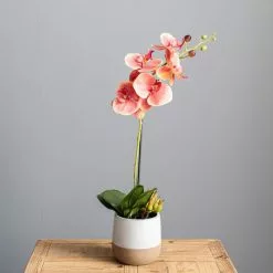 Dunelm Pink Orchid In Ceramic Pot 50cm 8 Dunelm Pink Orchid In Ceramic Pot 50cm -clocks Sales Store 30724538 alt03