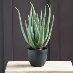 Dunelm Artificial Aloe Vera Plant