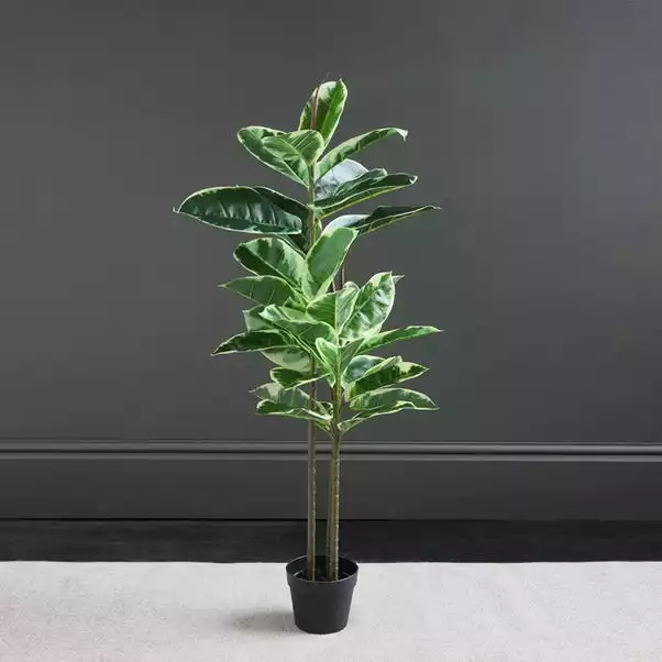 Dunelm Artificial Variagated Triple Stem Rubber Tree 97cm 1 Dunelm Artificial Variagated Triple Stem Rubber Tree 97cm
