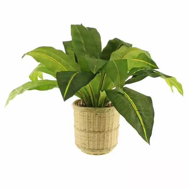 Dunelm Tropical Leaf In Bamboo Basket 5 Dunelm Tropical Leaf In Bamboo Basket - Image 5