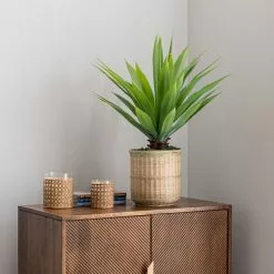 Dunelm Dracaena In Bamboo Basket