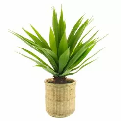 Dunelm Dracaena In Bamboo Basket -clocks Sales Store 30726493 alt03