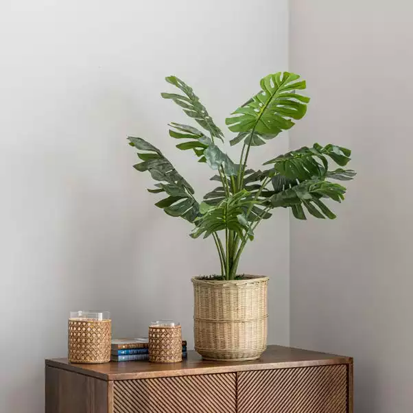 Dunelm Monstera In Bamboo Basket 1 Dunelm Monstera In Bamboo Basket