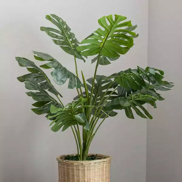 Dunelm Monstera In Bamboo Basket 2 Dunelm Monstera In Bamboo Basket - Image 2