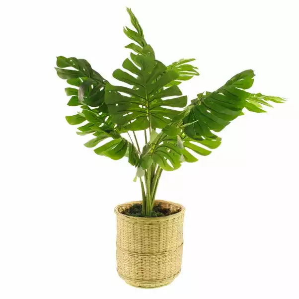 Dunelm Monstera In Bamboo Basket 5 Dunelm Monstera In Bamboo Basket - Image 5