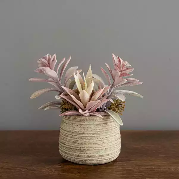 Dunelm Churchgate Artificial Flocked Succulent Garden 3 Dunelm Churchgate Artificial Flocked Succulent Garden - Image 3