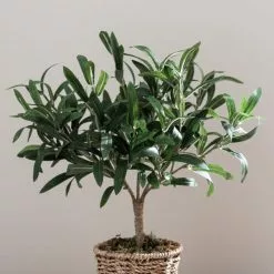 Dunelm Churchgate Artificial Olive Tree In Basket 8 Dunelm Churchgate Artificial Olive Tree In Basket -clocks Sales Store 30730245 alt02