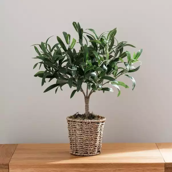 Dunelm Churchgate Artificial Olive Tree In Basket 5 Dunelm Churchgate Artificial Olive Tree In Basket - Image 5
