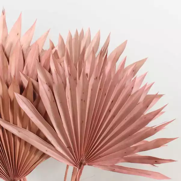 Dunelm Dried Pink Sun Spear Bundle 2 Dunelm Dried Pink Sun Spear Bundle - Image 2