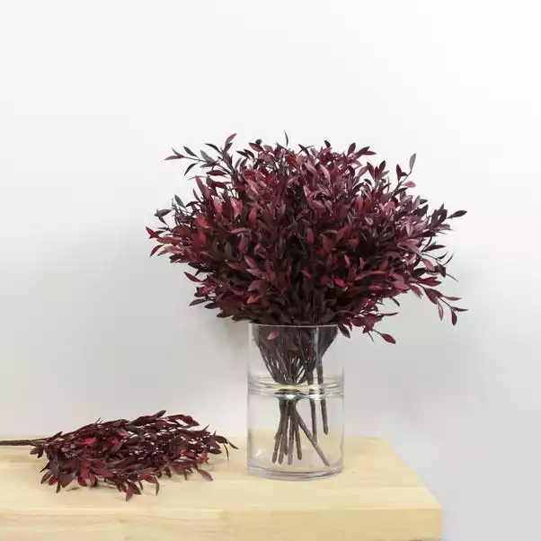 Dunelm Burgundy Huckleberry Plant 1 Dunelm Burgundy Huckleberry Plant