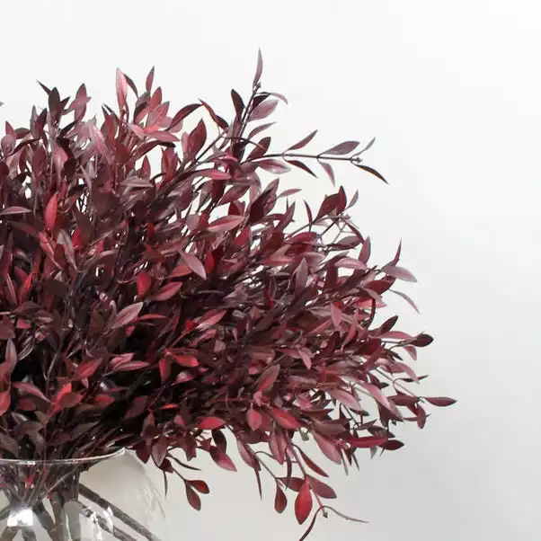 Dunelm Burgundy Huckleberry Plant 2 Dunelm Burgundy Huckleberry Plant - Image 2