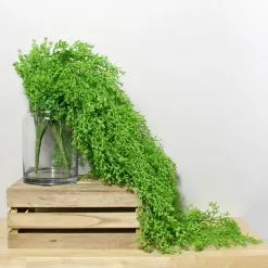 Dunelm Trailing Vine Bush